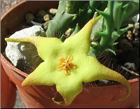 Orbea caudata x Stapelia divaricata